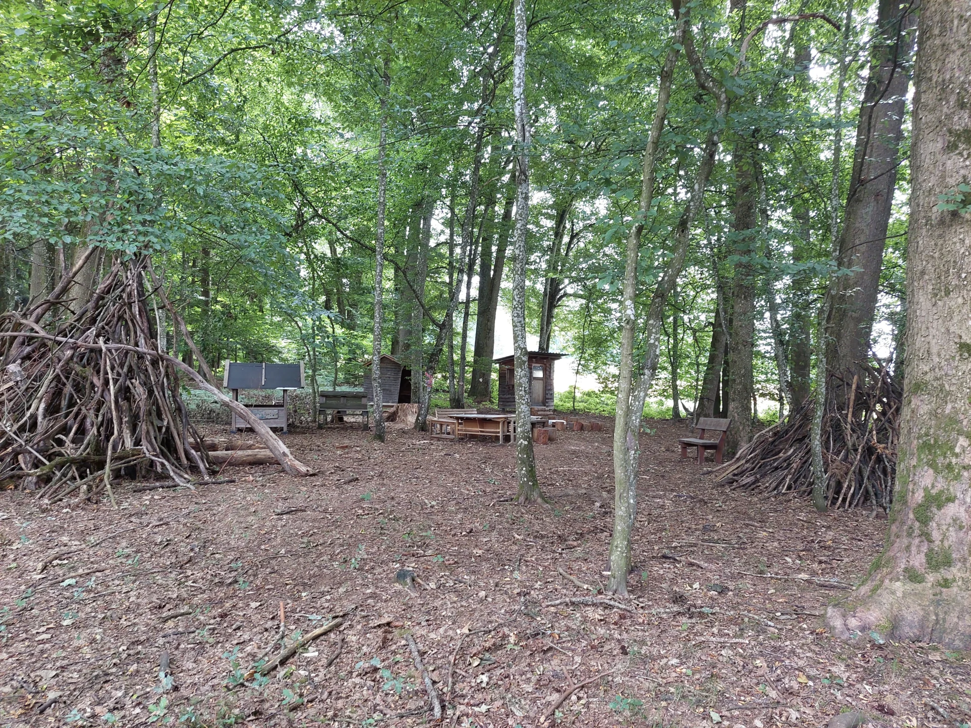 wald juli 26 (5)