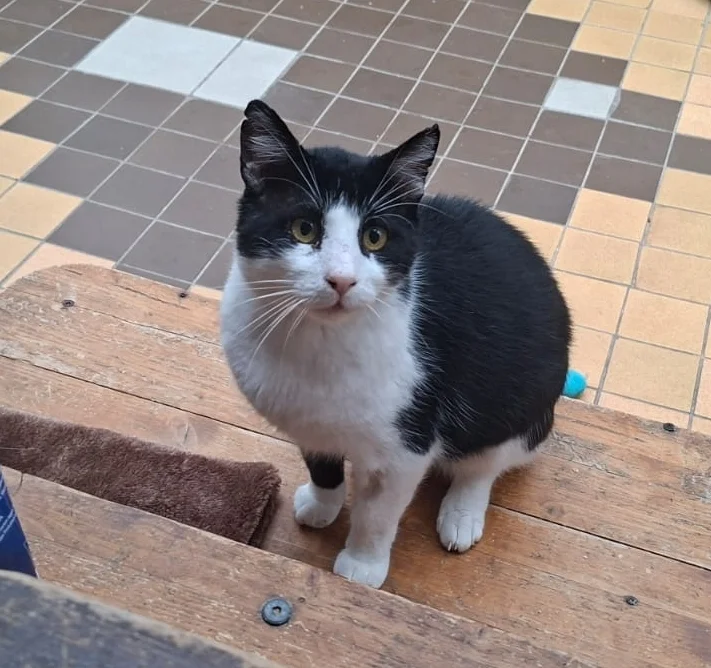 Felix