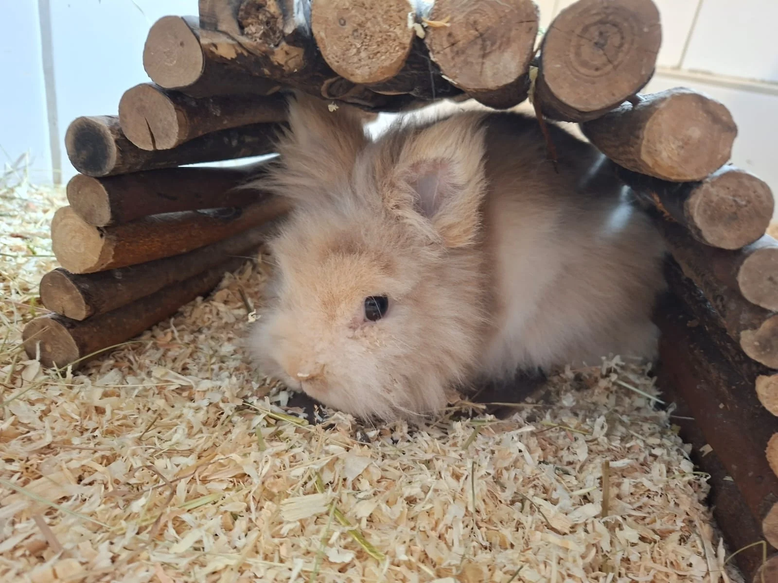Susi
