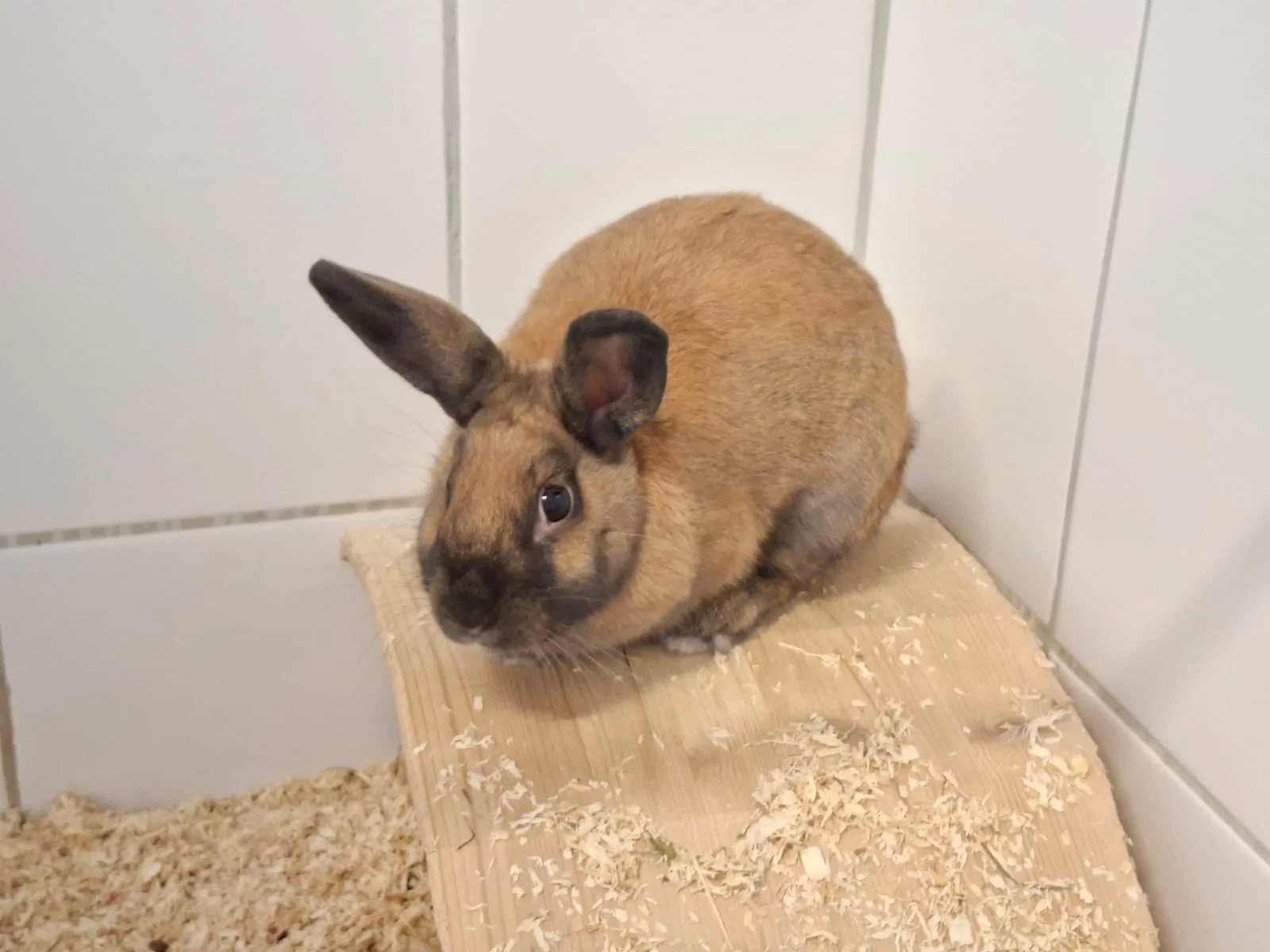Lulu