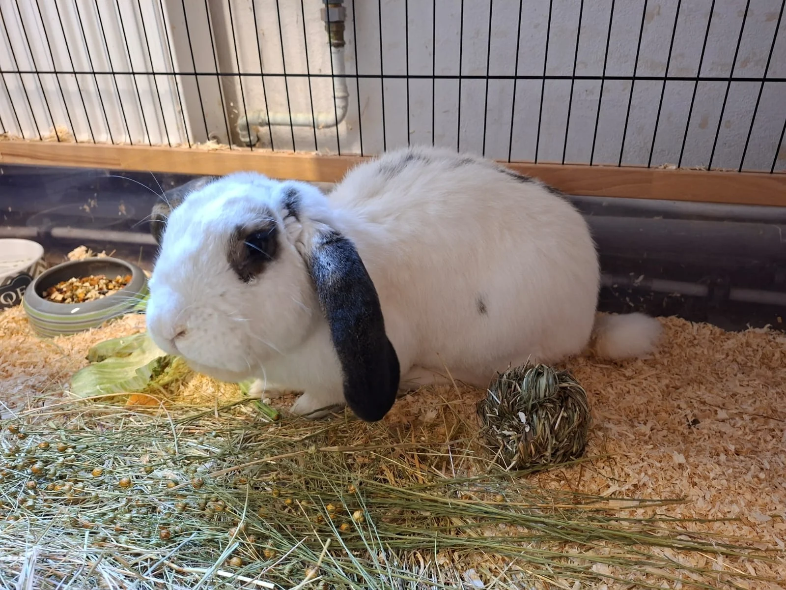 Cookie