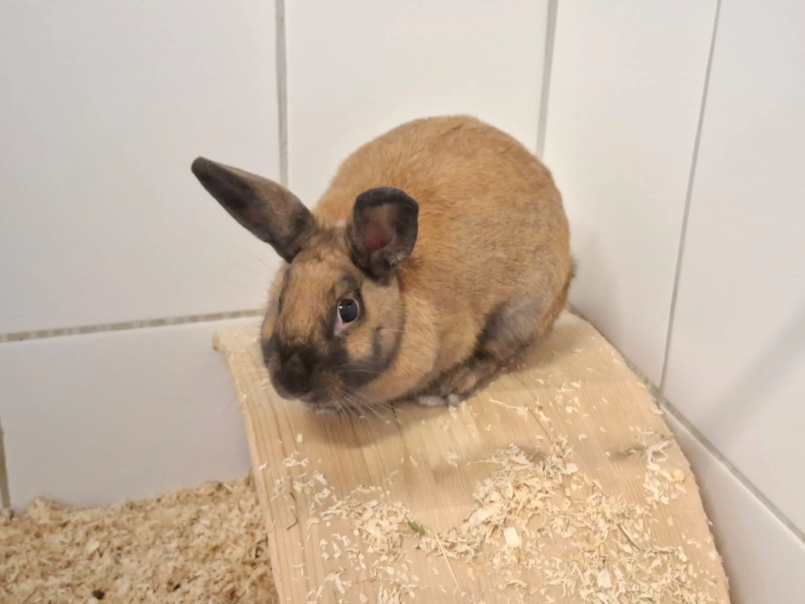 Lulu