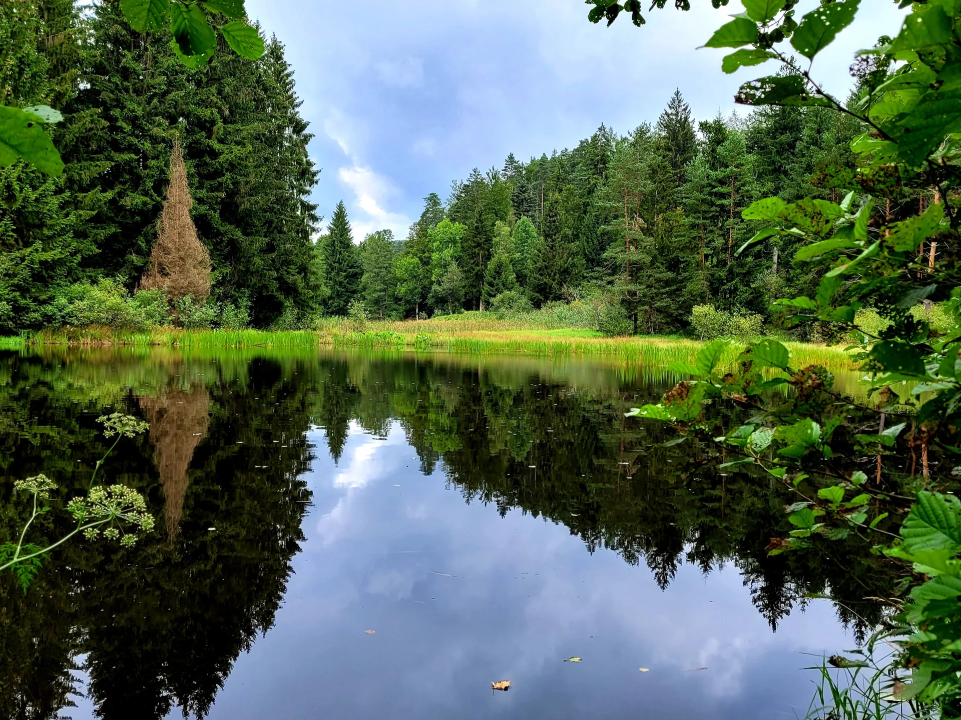 Der Ödwald