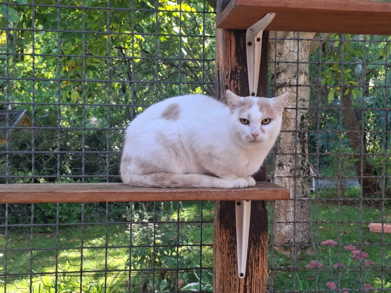 Heidi