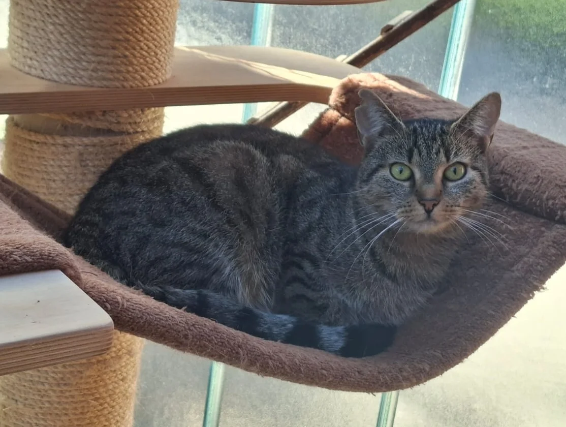 Leni
