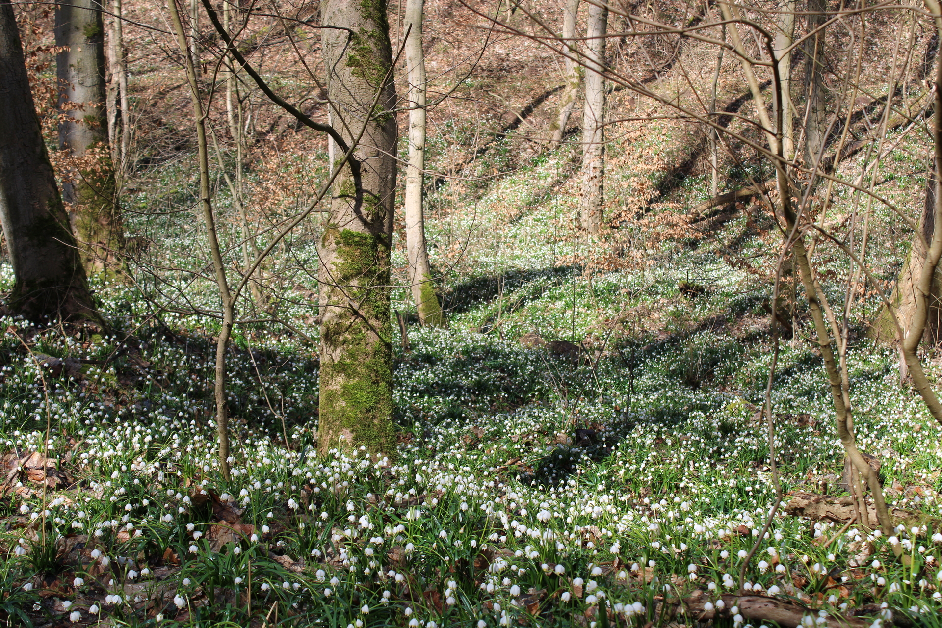 Bild: Das Märzenbechertal in der Nähe des Ortsteils Landgrafroda in voller Blüte.