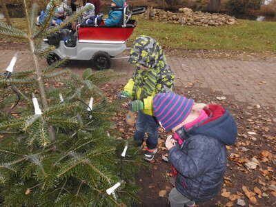 Foto des Albums: Weihnachtsbaum Sasslage (Kükengruppe)
