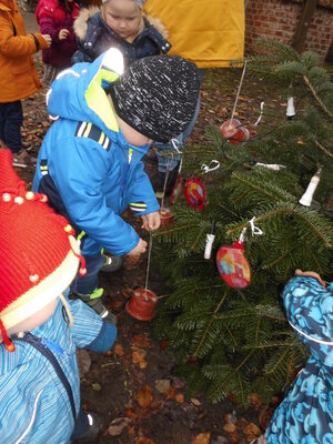Foto des Albums: Weihnachtsbaum Sasslage (Käfergruppe)
