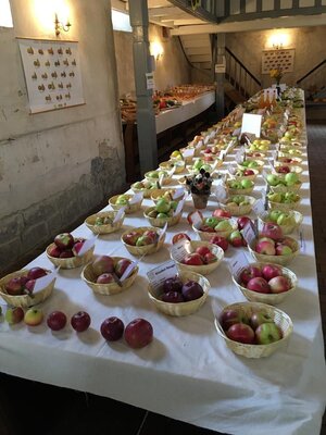 Foto des Albums: Obst-         Ausstellung
