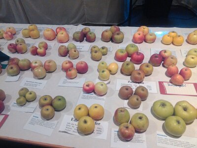 Foto des Albums: Obst -     Ausstellung