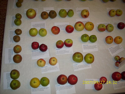 Foto des Albums: Obst-Ausstellung