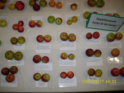 Foto des Albums: Obst-Ausstellung