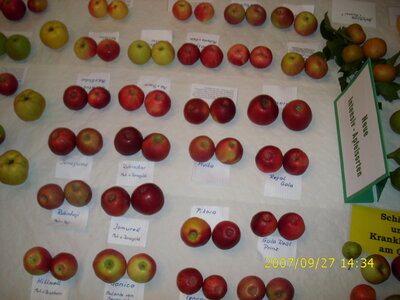 Foto des Albums: Obst-Ausstellung