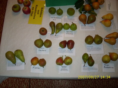 Foto des Albums: Obst-Ausstellung