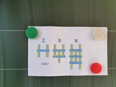 Foto des Albums: Die vierte Klasse baut Brücken aus verschiedenem Material