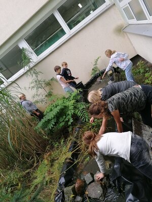 Foto des Albums: AG Teich und Tiere