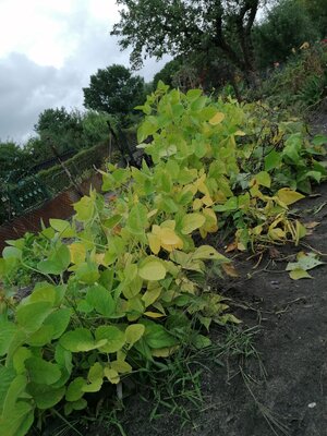 Foto des Albums: Schulgarten