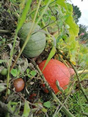 Foto des Albums: Schulgarten