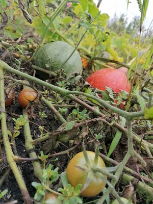 Foto des Albums: Schulgarten