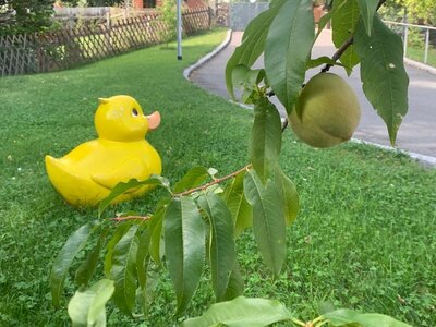 Pfirsich an unserem B&auml;umchen 
