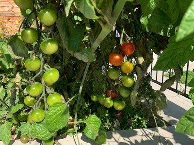 Tomaten reifen noch 