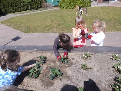 Foto des Albums: Unser Hochbeet