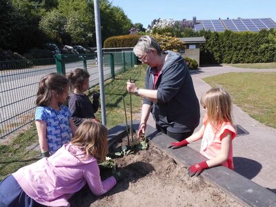 Foto des Albums: Unser Hochbeet