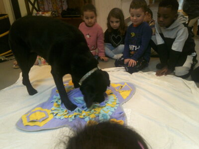 Foto des Albums: Kita-Hund Lotte