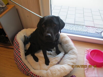 Foto des Albums: Kita-Hund Lotte