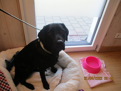 Foto des Albums: Kita-Hund Lotte