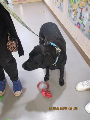 Foto des Albums: Kita-Hund Lotte