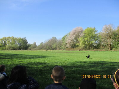 Foto des Albums: Kita-Hund Lotte