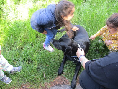 Foto des Albums: Kita-Hund Lotte