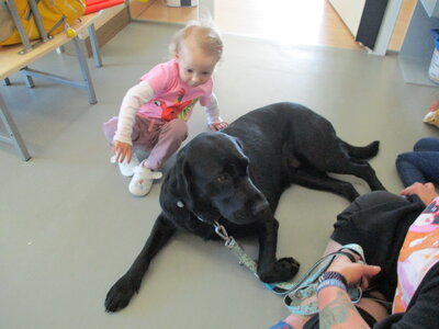 Foto des Albums: Kita-Hund Lotte