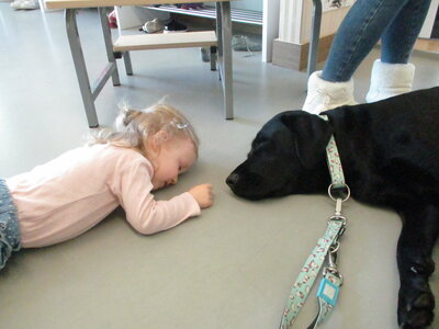 Foto des Albums: Kita-Hund Lotte
