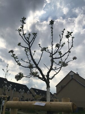 Foto des Albums: Fotos von der Baumpflanzaktion in Ragow am 23.4.22