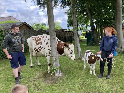Foto des Albums: Besuch von Kuh Olga und Kälbchen Helmut