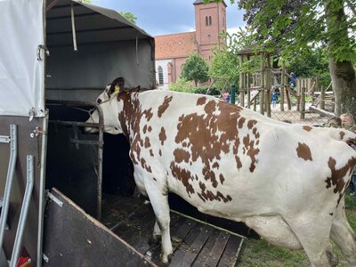 Foto des Albums: Besuch von Kuh Olga und Kälbchen Helmut