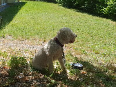 Foto des Albums: Vom richtigen Umgang mit Hunden