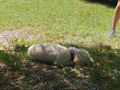Foto des Albums: Vom richtigen Umgang mit Hunden