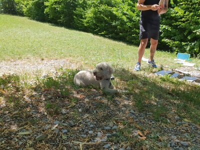 Foto des Albums: Vom richtigen Umgang mit Hunden