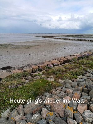 Foto des Albums: Wanderwoche Dagebüll im Weltnaturerbe Wattenmeer (02.07.2022)