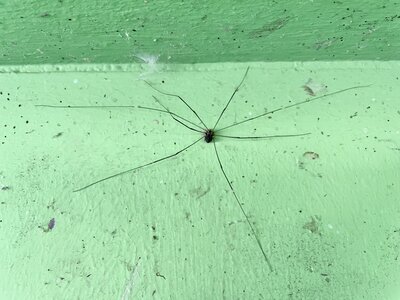 Weberknecht (lateinischer Name: Opiliones). Weberknechte sind f&uuml;r Menschen ungef&auml;hrlich. Sie haben zwar kleine Kieferklauen, die jedoch zu schwach sind, um die menschliche Haut zu durchdringen. Weberknechte k&ouml;nnen keine Netze machen. Bei Gefahr kann der Weberknecht ein Bein ab werfen. Das Bein zuckt dann weiter und lenkt den J&auml;ger ab, w&auml;hrend der Weberknecht fl&uuml;chtet. Foto und Text von Riccardo. 