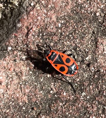 Auf dem Schulhof im September haben wir auch die Gemeine Feuerwanze (Pyrrhocoris apterus) entdeckt. Die Gemeine Feuerwanze erreicht eine K&ouml;rperl&auml;nge von 6,5 bis 12 Millimeter. 