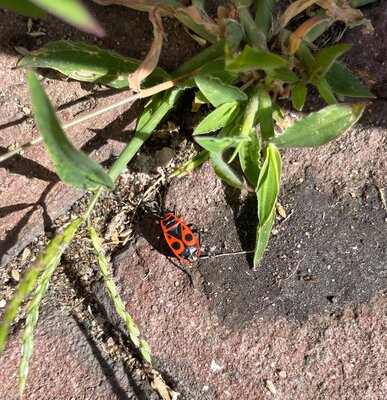 Auf dem Schulhof im September haben wir auch die Gemeine Feuerwanze (Pyrrhocoris apterus) entdeckt. Die Gemeine Feuerwanze erreicht eine K&ouml;rperl&auml;nge von 6,5 bis 12 Millimeter. 