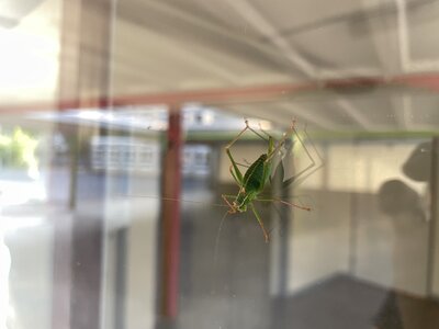 Foto des Albums: Tiere auf unserem Schulhof
