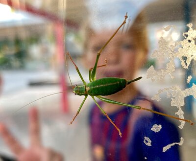 Foto des Albums: Tiere auf unserem Schulhof