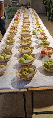 Foto des Albums: 15. Obstausstellung