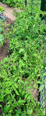 Foto des Albums: Unser Garten