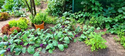 Foto des Albums: Unser Garten